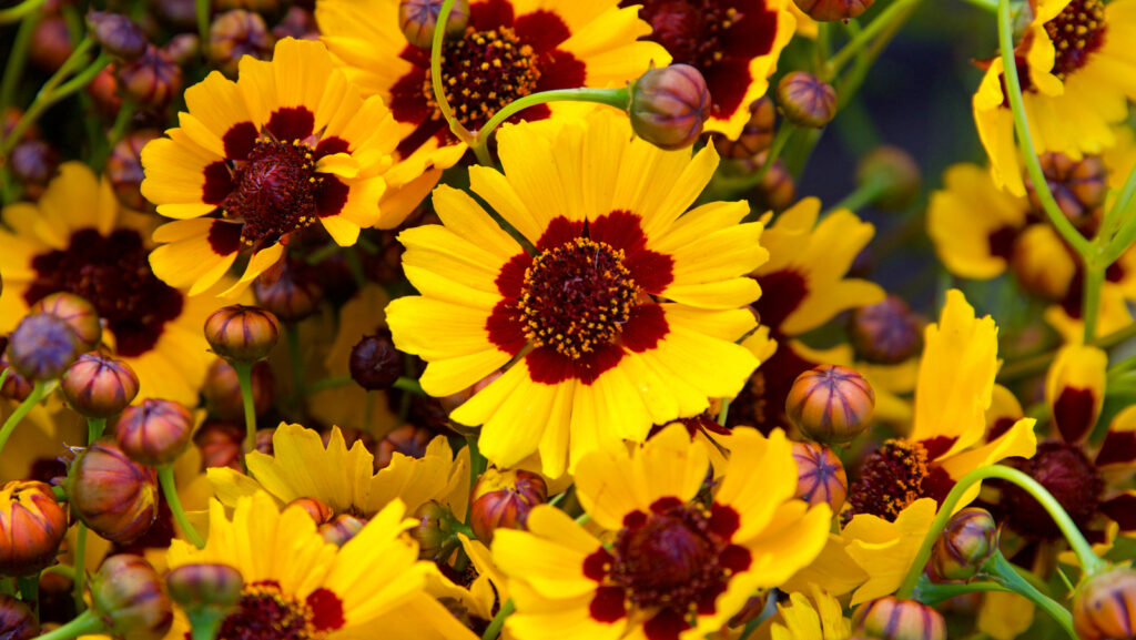 Popular Cultivars of Yellow Flowers and How to Care for Them