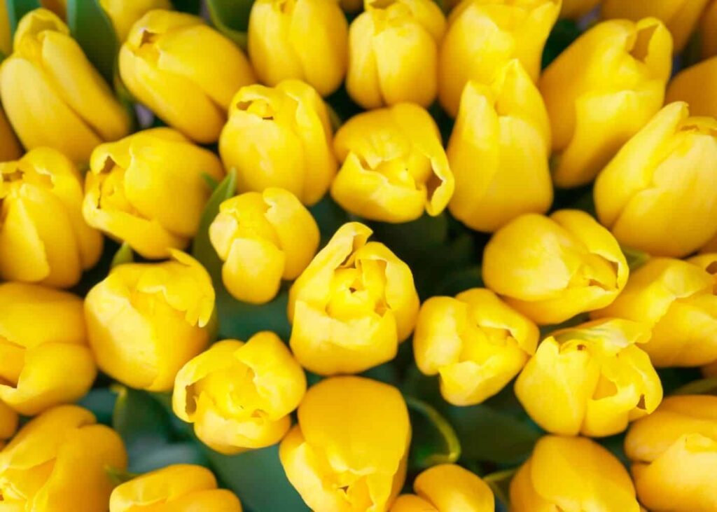 Popular Cultivars of Yellow Flowers and How to Care for Them