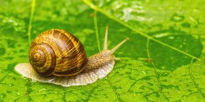 Seven Methods to Naturally Control Garden Snails