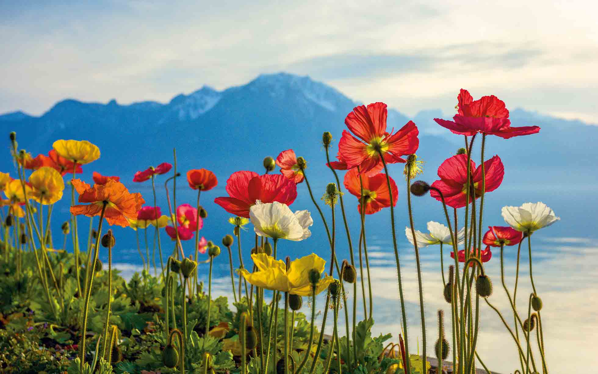 austrian-flowers