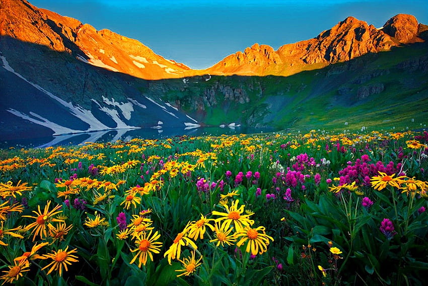 mountain-flowers1