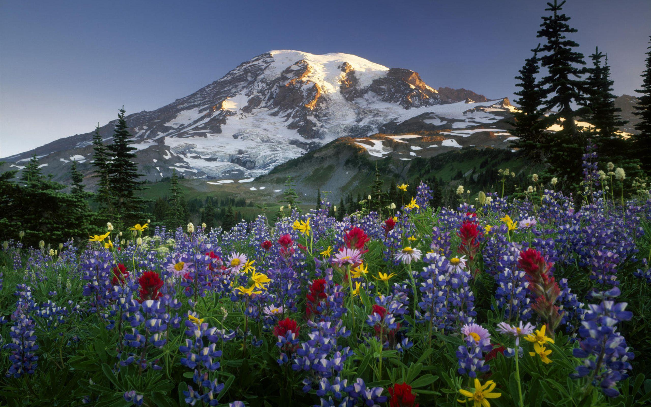 mountain-flowers2