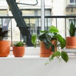 The Happy Plant: A Perfect Blend of Greenery and Cheerfulness