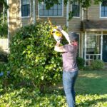 Common Mistakes to Avoid During DIY Tree Pruning