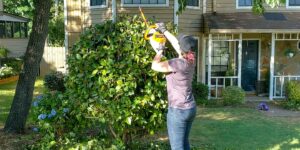 DIY Tree Pruning