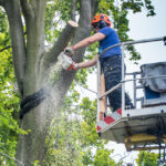 Tree Pruning Near Me: How to Maintain Healthy Trees All Year Round
