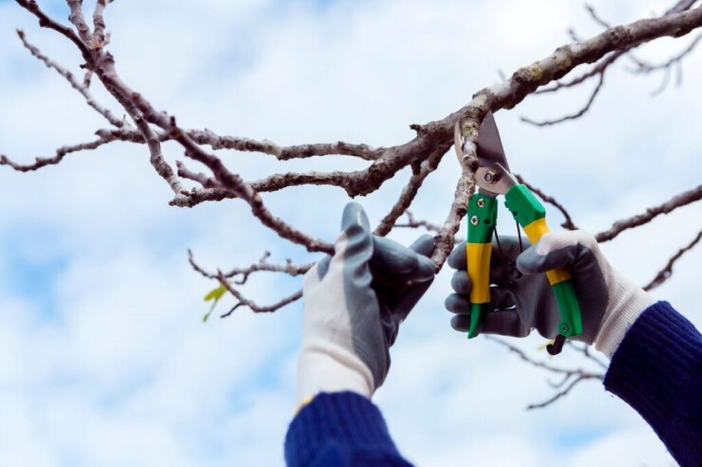 Tree pruning