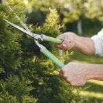 How to Find Reliable Tree Pruning Services Near Me