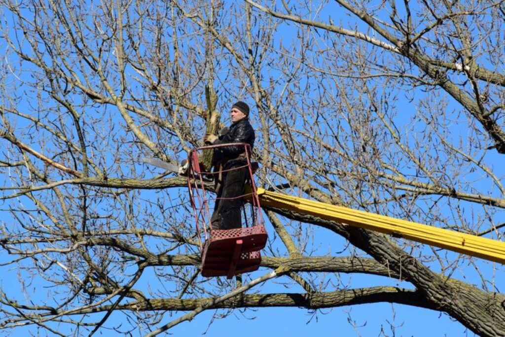 tree pruning sydney