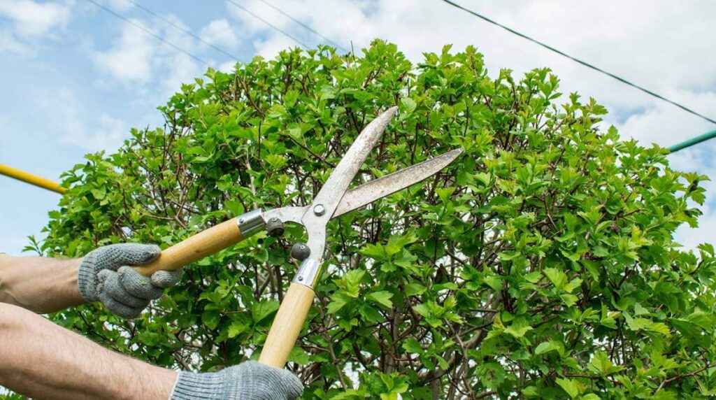 Tree Pruning Companies