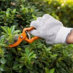 Tree Pruning Companies: What to Look for Before Hiring