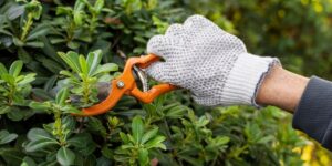 Tree Pruning Companies