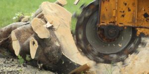 how much does stump grinding cost