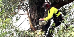 Arborists Sydney