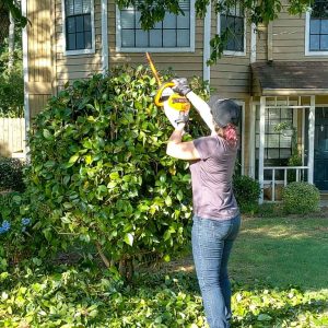 Common Mistakes to Avoid During DIY Tree Pruning