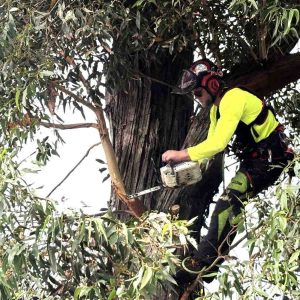 Arborists Sydney