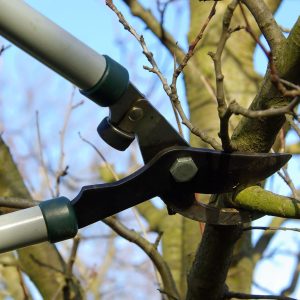Enhancing Your Garden: Expert Tree Pruning Services in Sydney